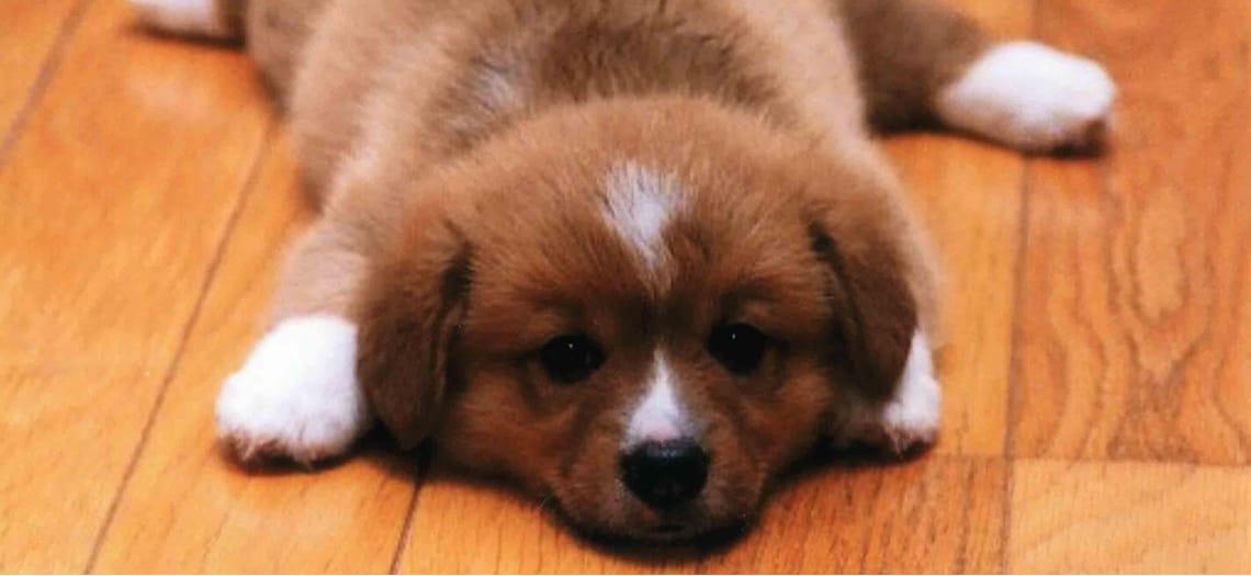 Puppy ligt op een warmbruine houten vloer